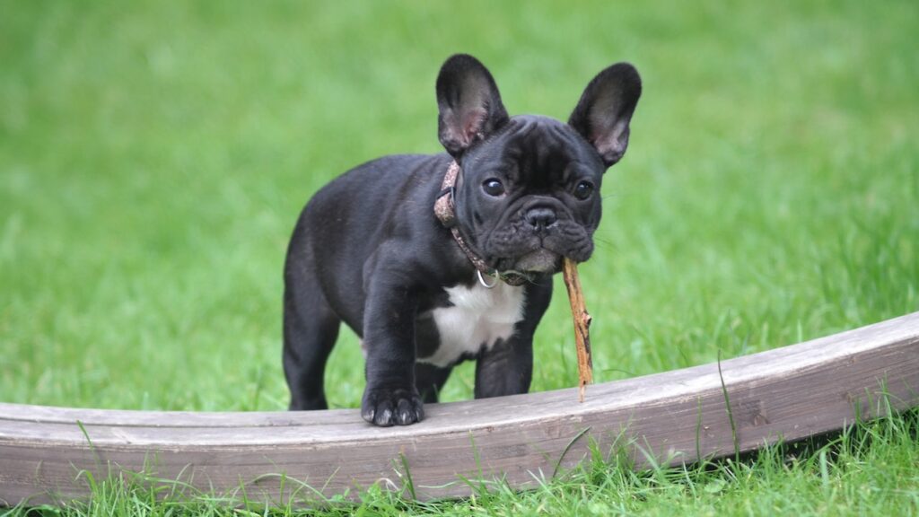 how to clean tear stains on a French bulldog