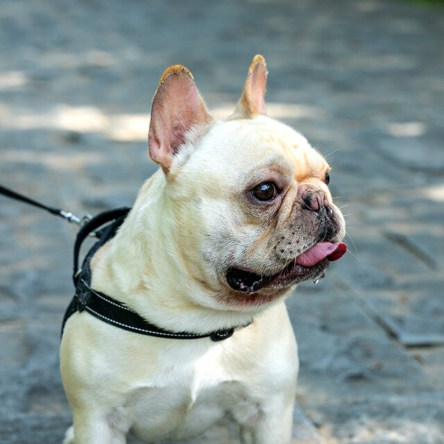 What is a triple-carrier French Bulldog
