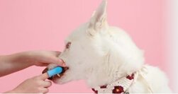 Best Toothbrush for French Bulldogs