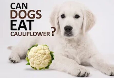 Can French bulldogs eat cauliflower?