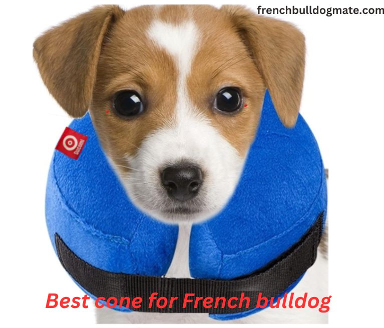 Best cone for French bulldog