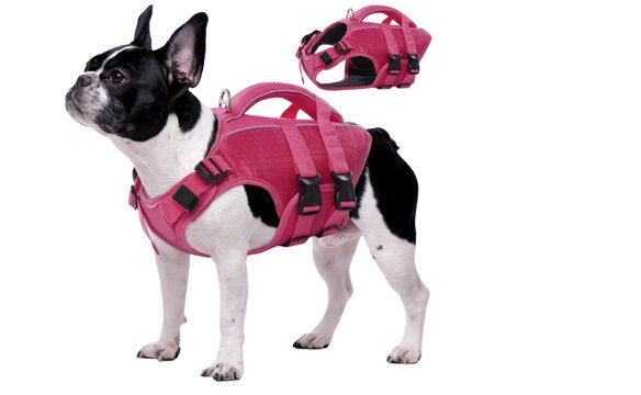 best life vest for french bulldog
